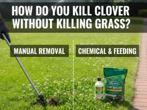How Do You Kill Clover Without Killing Grass