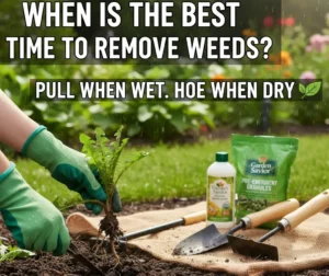 When is the Best Time to Remove Weeds
